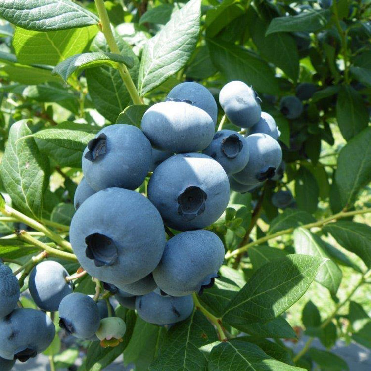 Blueberries (Local Pickup Only - NO SHIPPING)