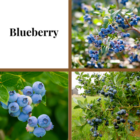 Chandler Blueberry Plant (Local pickup only - NO SHIPPING)
