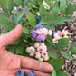 North Country Blueberry Plant (Local Pickup Only - NO SHIPPING)
