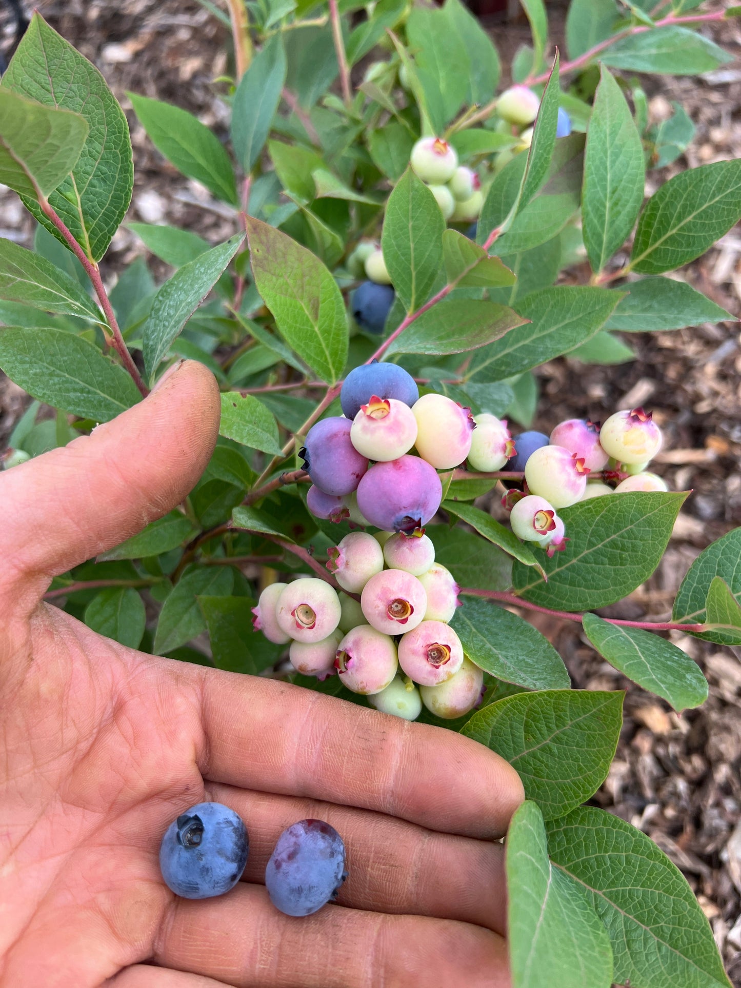 Chanticleer Blueberry Plant (Local Pickup Only - NO SHIPPING)