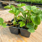 PREORDER: Chandler Strawberry Plants - Fall Planting for Spring Harvest