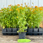 Signet Marigold Plant (Tagetes tenuifolia)