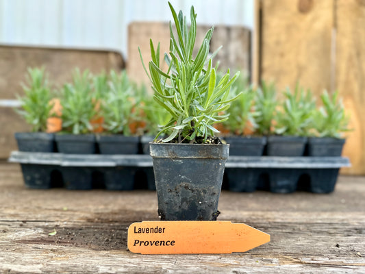 Provence Lavender Plant (Lavandula x intermedia 'Provence')