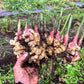 Ginger Plants ~ Free Shipping