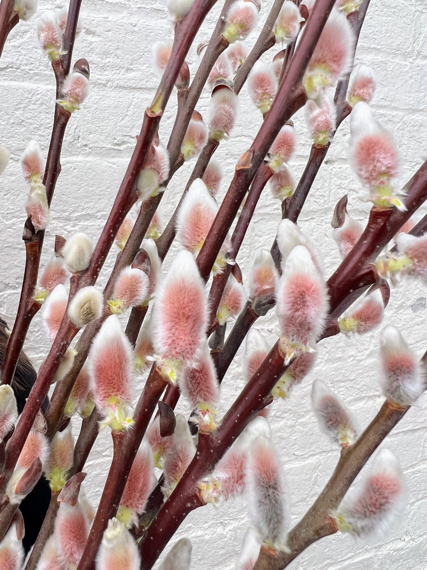 Showy Catkin Floral Mega Willow