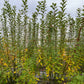 Willow For Streambanks and Biomass