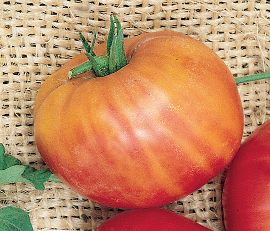 Tomato, Mr. Stripey