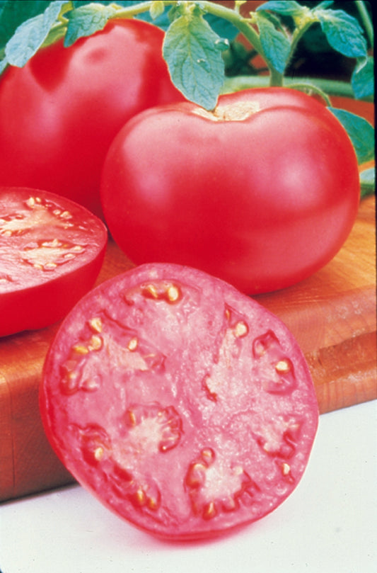 Tomato, Pink Girl