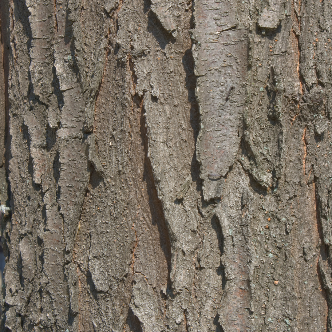 Black Locust Bareroot Trees