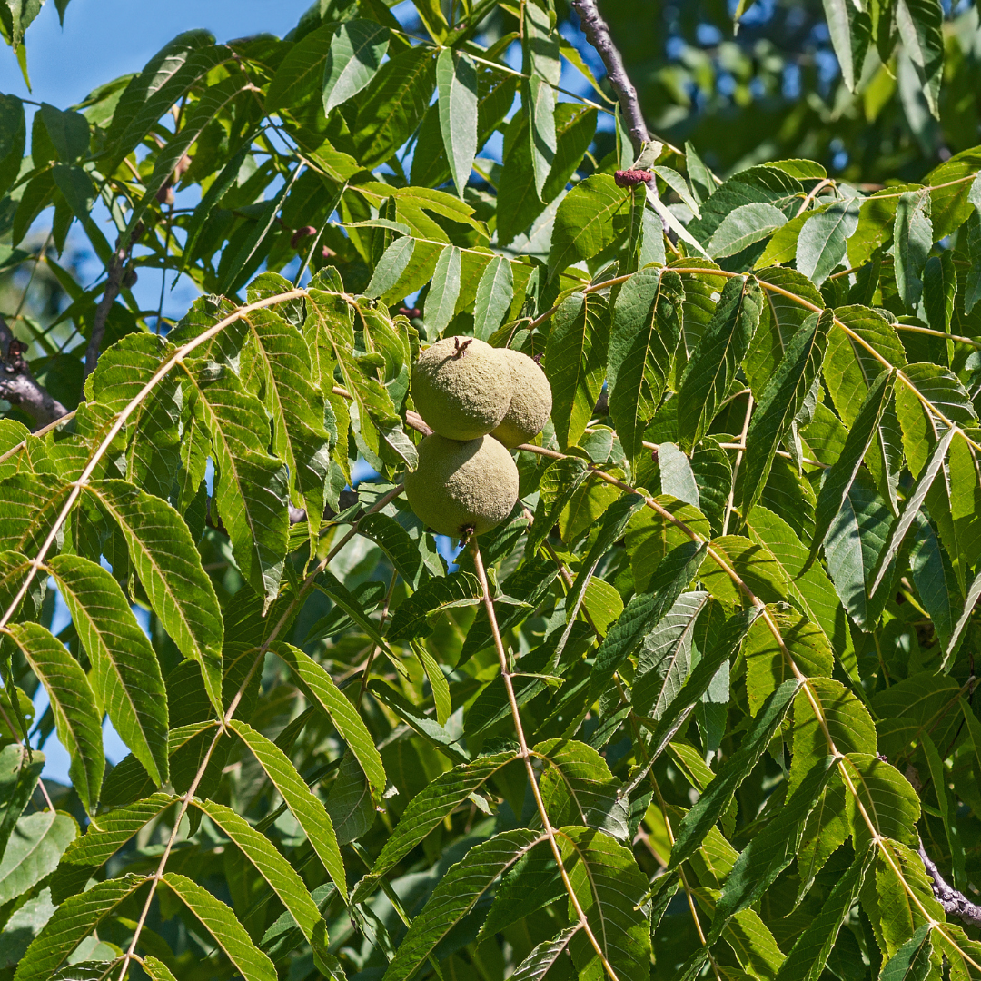 Black Walnut Bareroot Trees