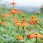 Flowers, Mexican Sunflower