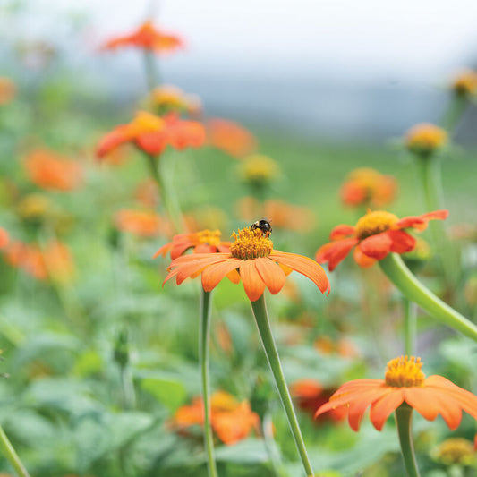 Flowers, Mexican Sunflower