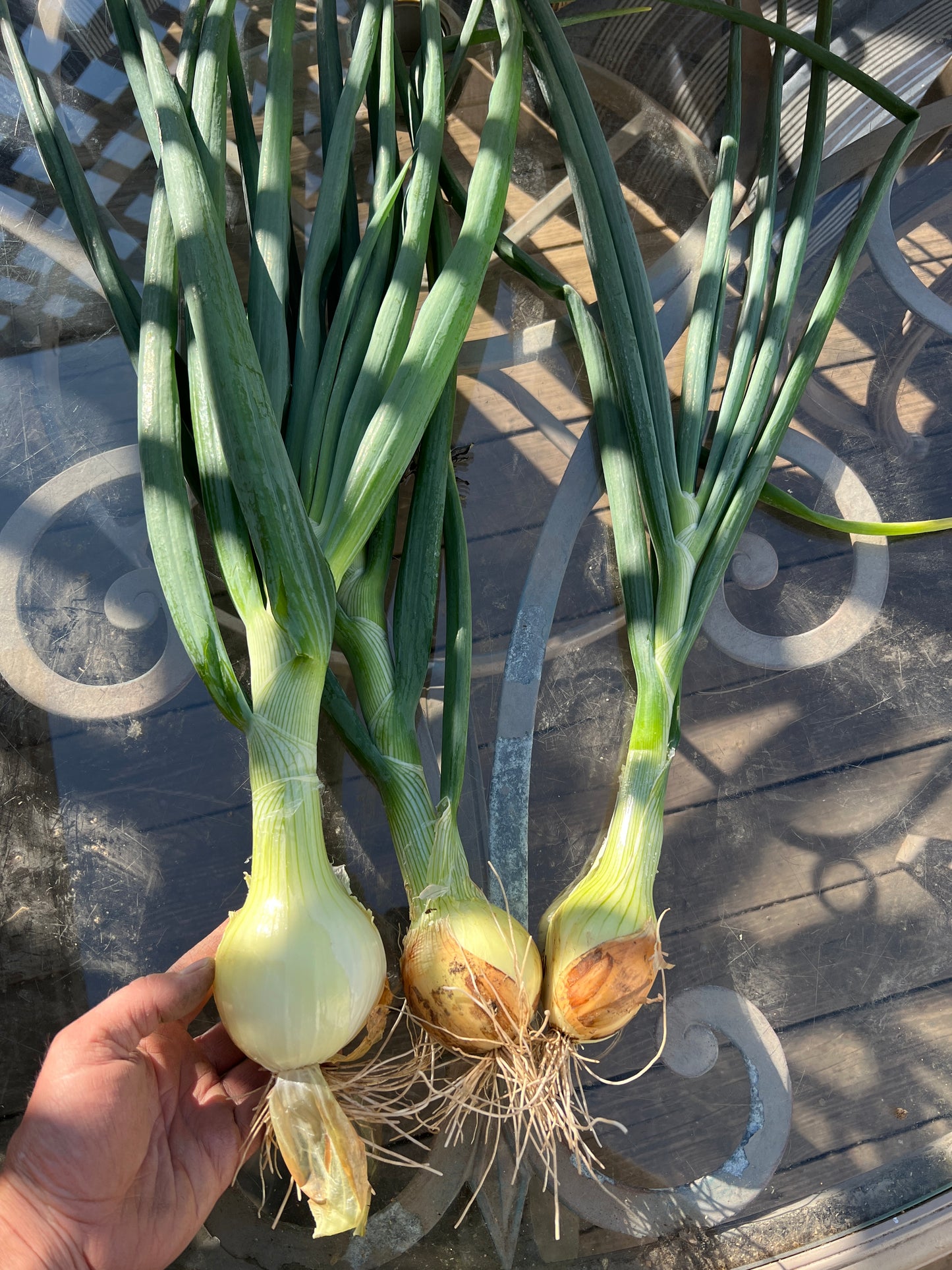 Forum Onion Sets - Dual Use, Time-Tested Garden Essential