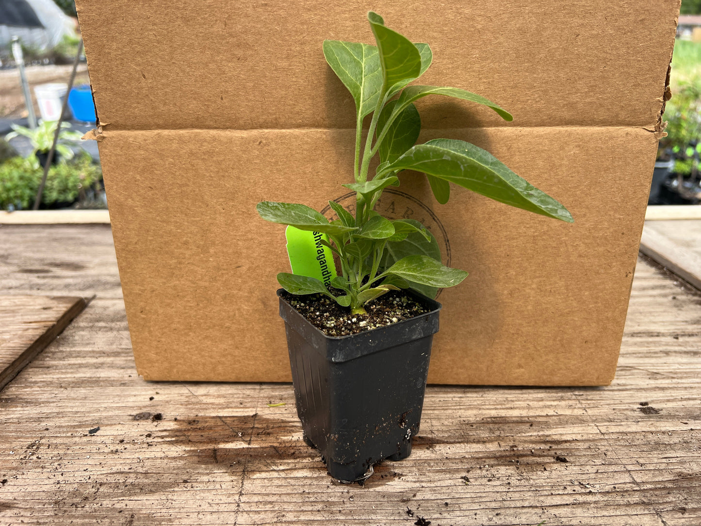Sweet Marjoram Plant (Origanum majorana)
