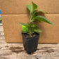 Stevia Plant (Stevia rebaudiana) – Nature's Sweet Secret