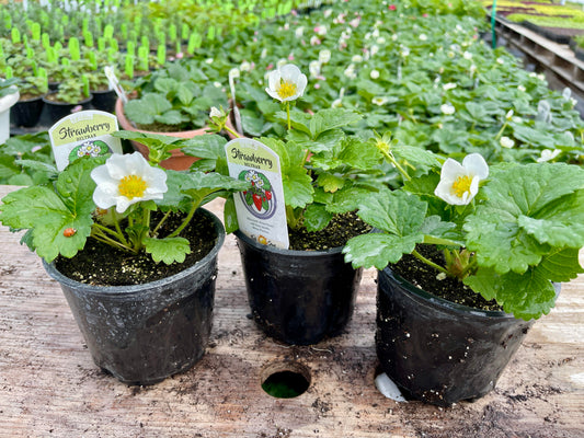 Beltran Strawberry Plants (Local Pickup Only - NO SHIPPING)