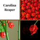 Pepper, Carolina Reaper