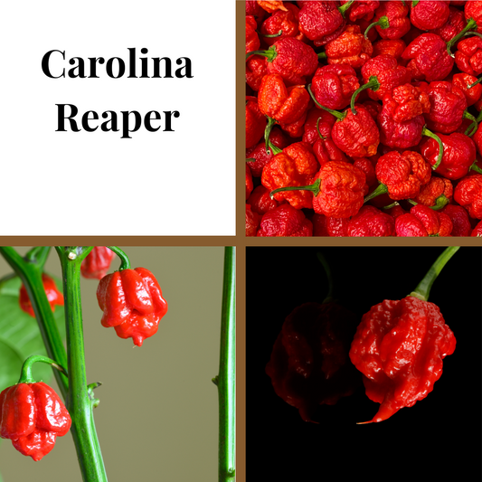Pepper, Carolina Reaper