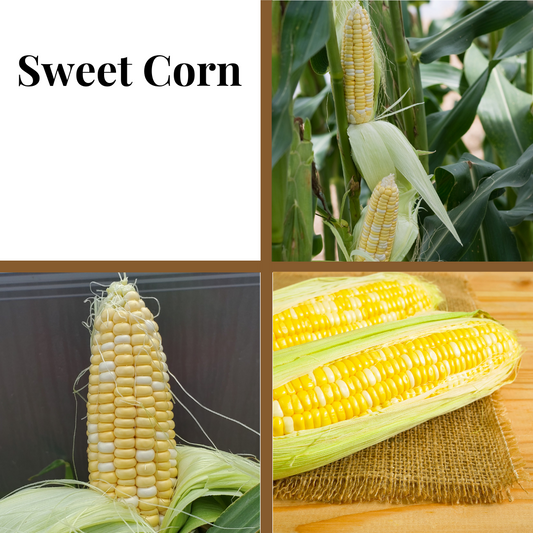Corn, Catalyst