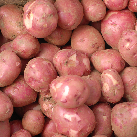 Dark Red Norland Potato, Conventional
