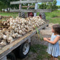 Music Garlic - A Symphony of Flavor, Tradition, and Sustainability