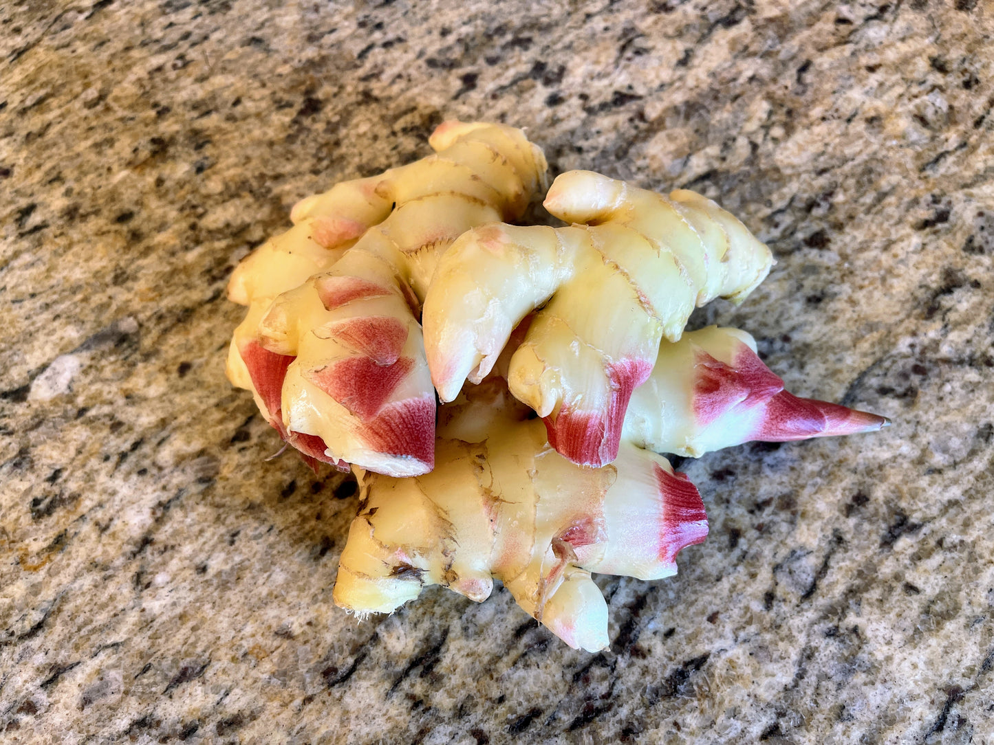 Fresh Baby Ginger Root - Culinary