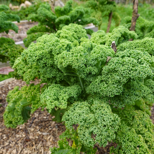 Kale, Green Curly