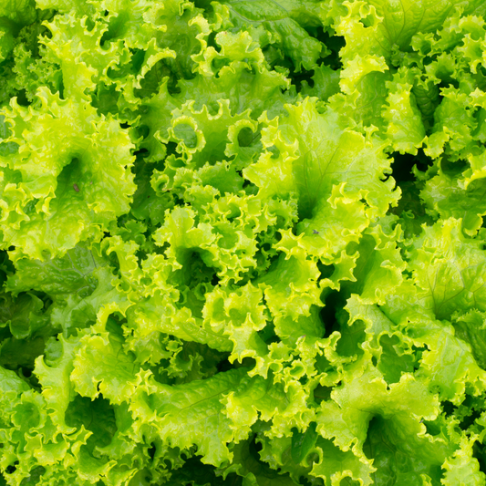 Lettuce, Green