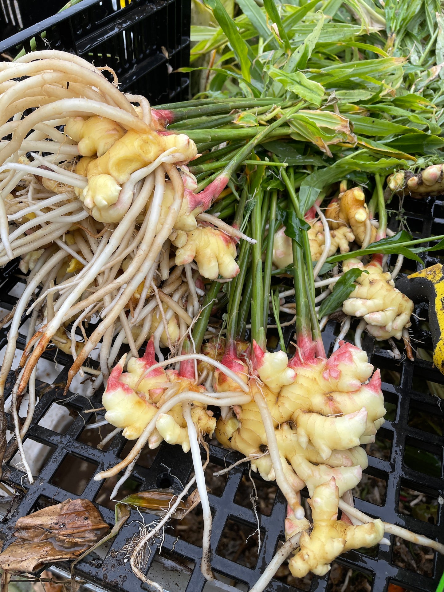Fresh Baby Ginger Root - Culinary