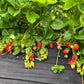 Chandler Strawberry Plants - Fall Planting for Spring Harvest