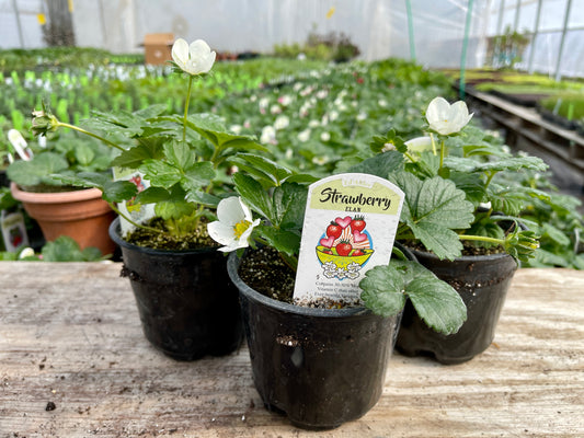 Elan Strawberry Plants (Local Pickup Only - NO SHIPPING)