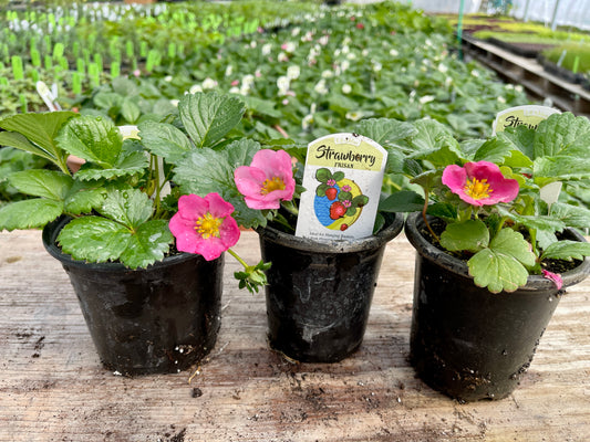 Frisan Strawberry Plants (Local Pickup Only - NO SHIPPING)