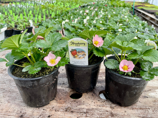 Roman Strawberry Plants (Local Pickup Only - NO SHIPPING)