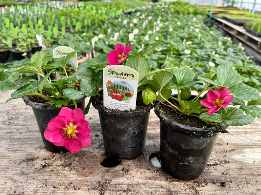 Toscana Strawberry Plants (Local Pickup Only - NO SHIPPING)