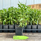 Mexican Mint Marigold Plant (Tagetes lucida)
