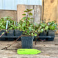 Peppermint  Plant (Mentha × piperita)