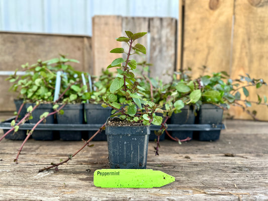 Peppermint  Plant (Mentha × piperita)