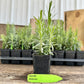 Hidcote Lavender Plant  (Lavandula angustifolia 'Hidcote')