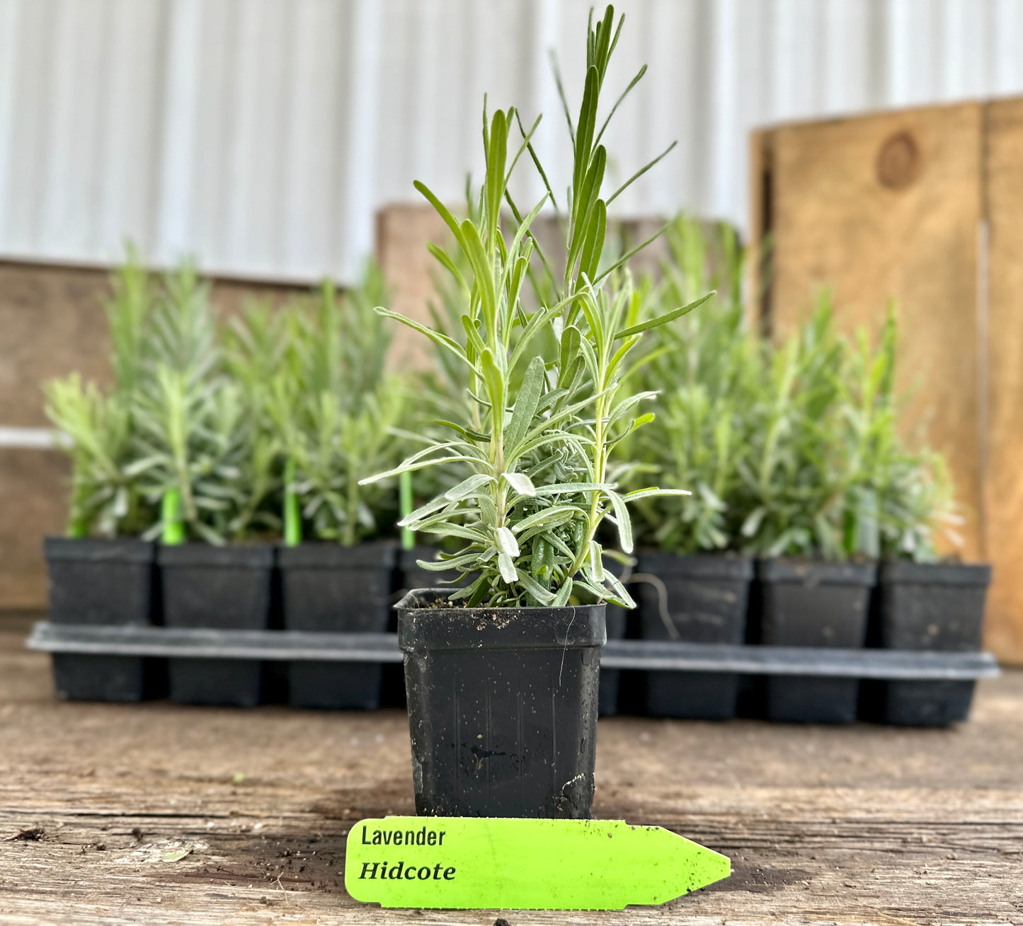 Hidcote Lavender Plant  (Lavandula angustifolia 'Hidcote')