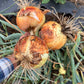 Forum Onion Sets - Dual Use, Time-Tested Garden Essential