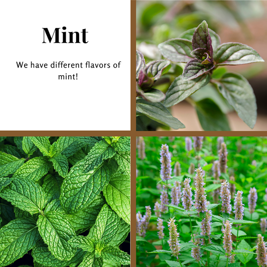 Mint, Peppermint