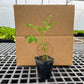 Moringa Plant (Moringa oleifera)