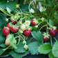 Mara Des Bois Everbearing Strawberry