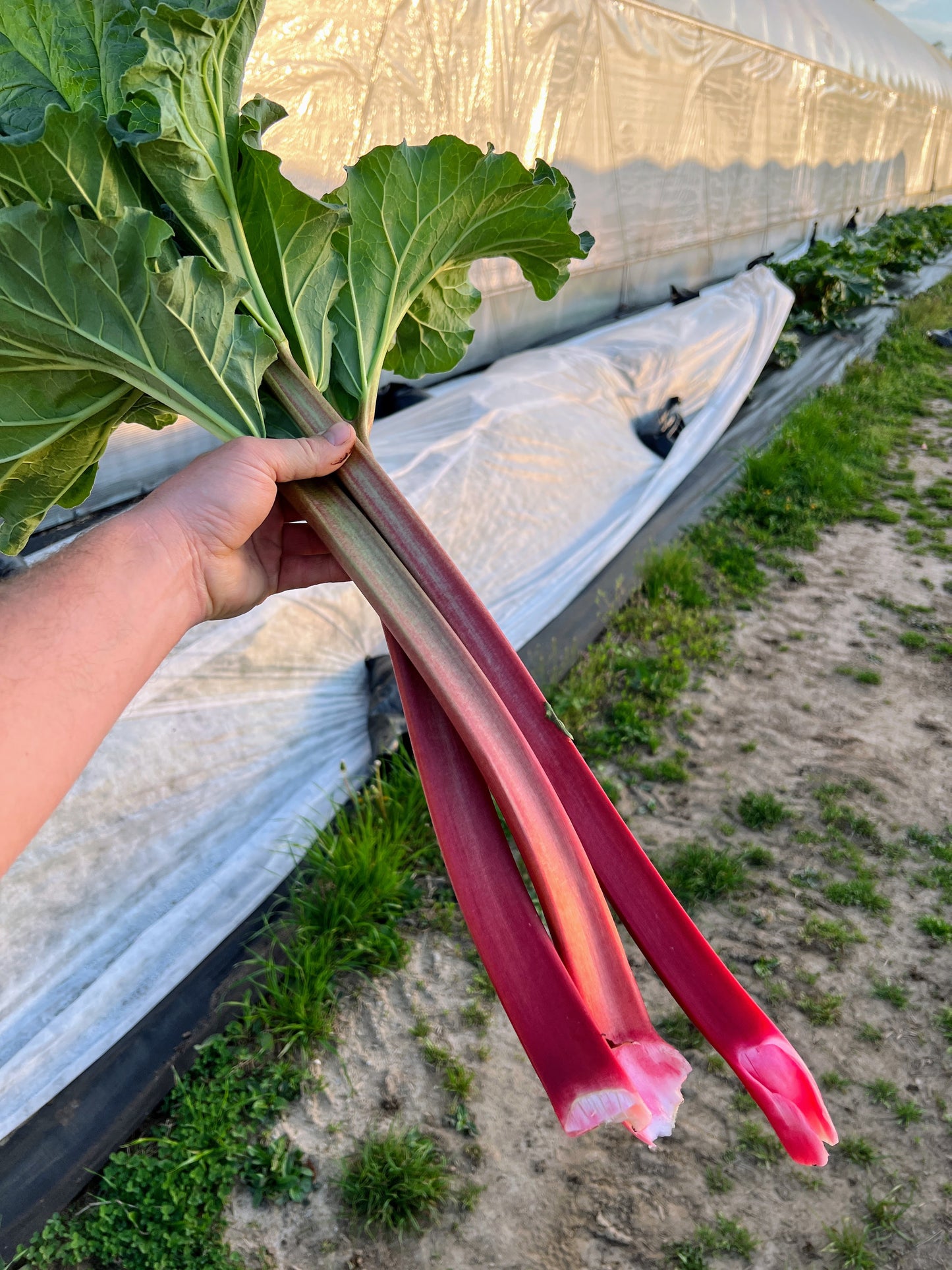 Crimson Red Rhubarb (Pre-Order)