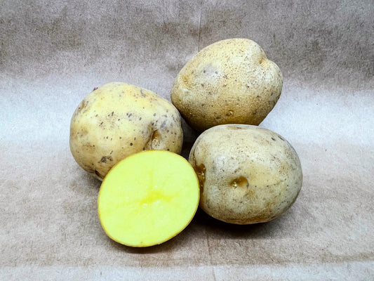 Satina: A High-Yielding potato with German Heritage