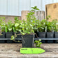 Spearmint Plant (Mentha spicata)