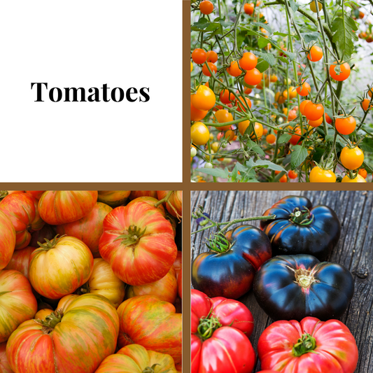 Tomato, Orange Accordion