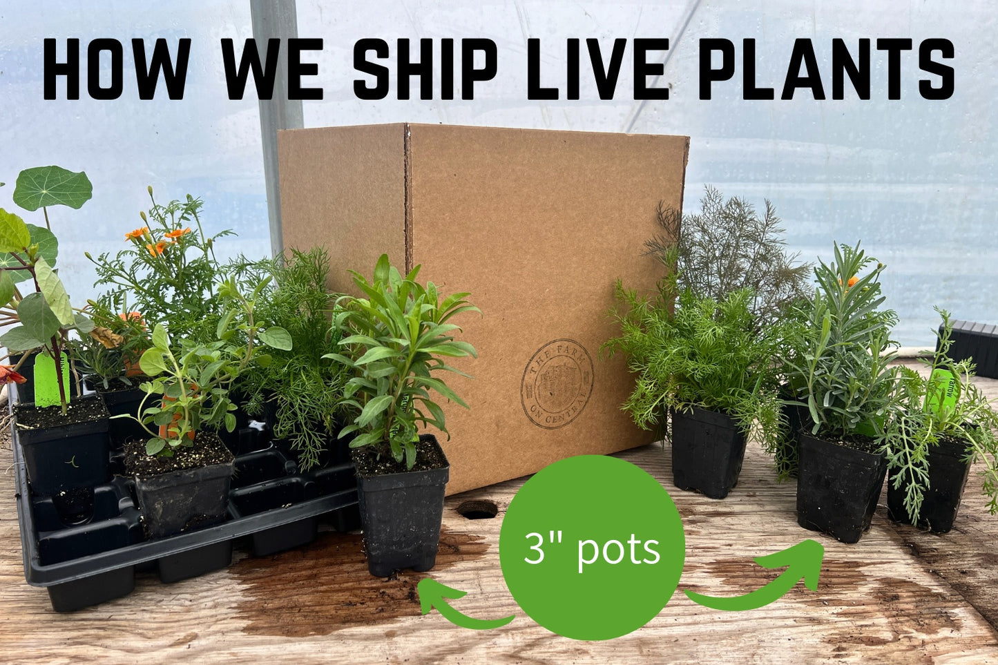 three inch pot size for live garden plants