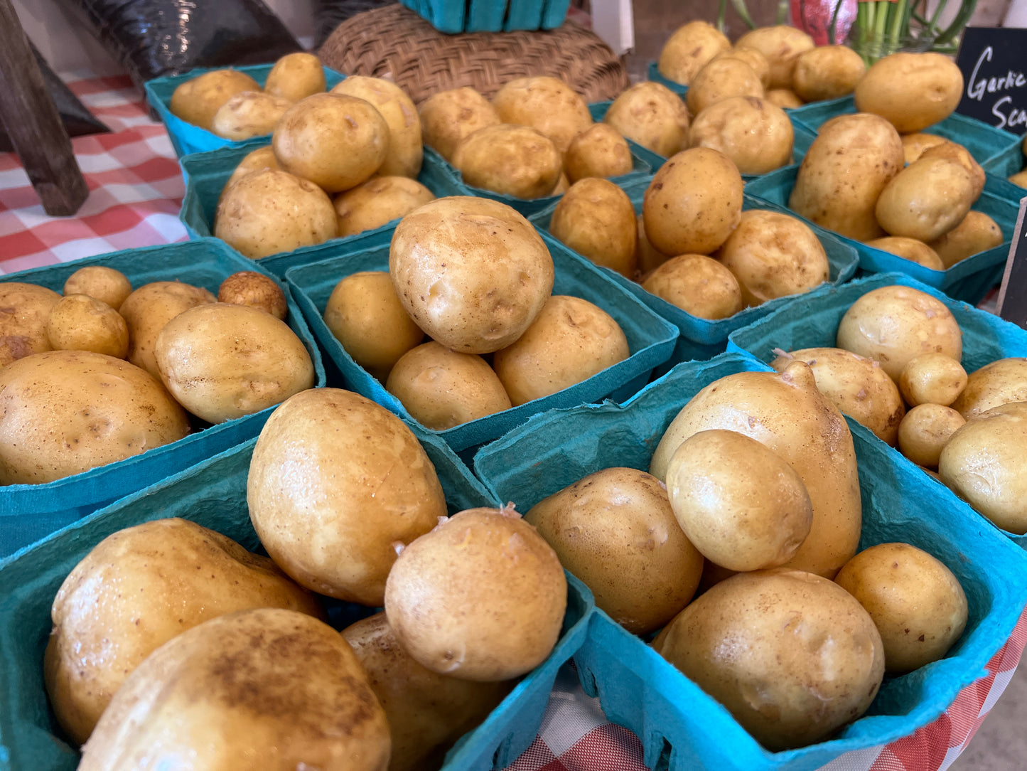 Satina: A High-Yielding potato with German Heritage