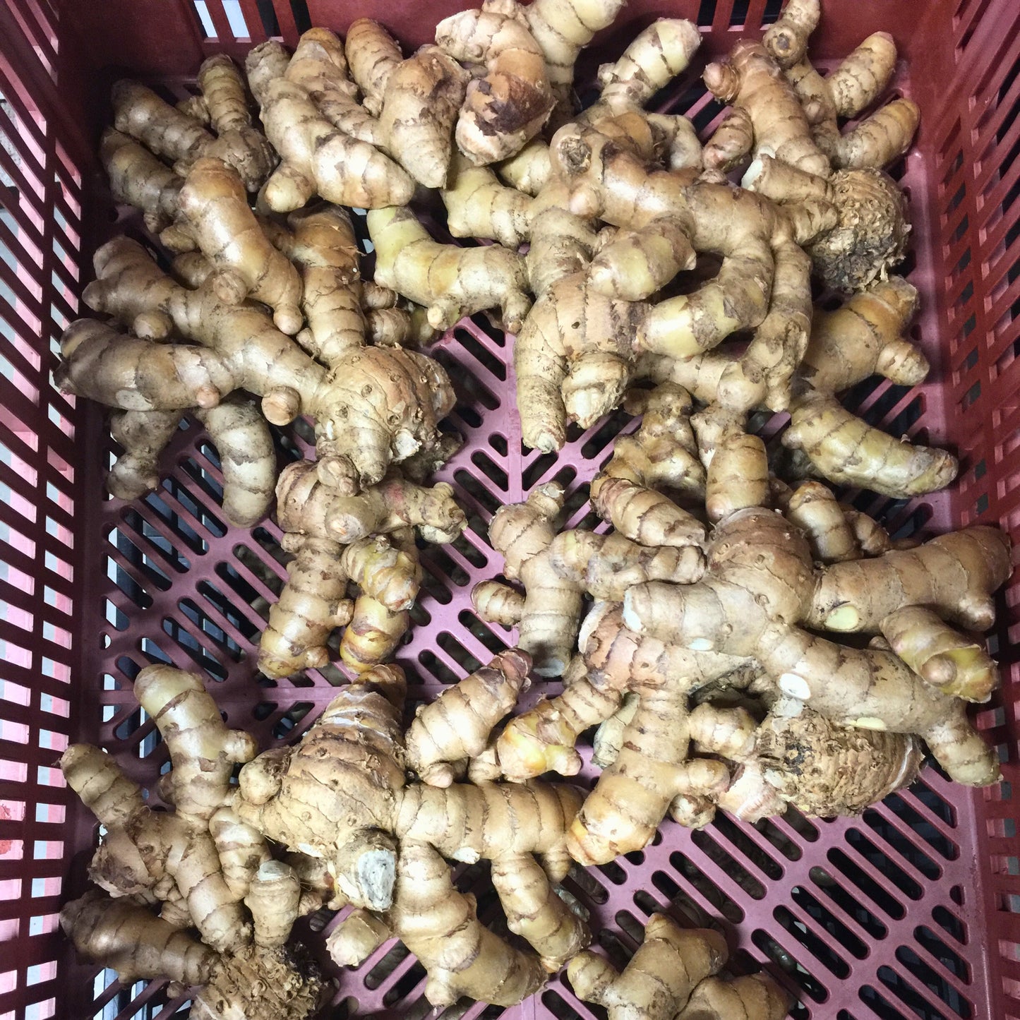 White or Green Turmeric (For Seed and Culinary)